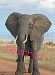 Delephant elephants