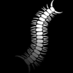 Worm 倩