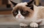 Kitty katty cluby