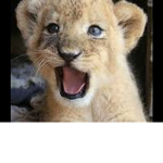 the lion pack made us