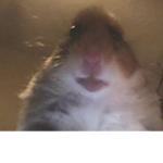 Wo ist die hamster gang