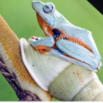 Frogs are pog