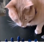 Cat Chess