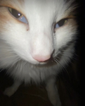 Catty family