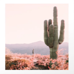 Aesthetic Vibes