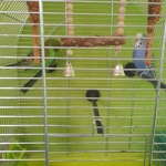 Parrot123