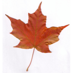 ROYAL MAPLE COCONUT