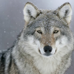 wolf_girls_forever