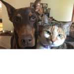 Mia's cute cat Peanut and Zoe