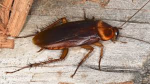 Roach squad!!!