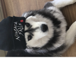 LOBO SQUAD