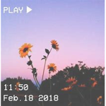 Sunflowerz~