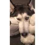 Husky Gaming Army