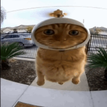 taxkun's ft