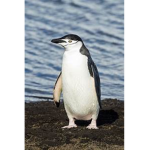 ThePenguin_Studios