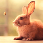 That One Rabbit Group!