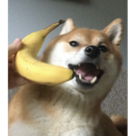 Shiba's Friends