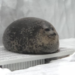 I'm Seal