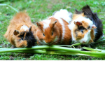 Guinea Pig Fans Group