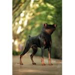 dog_frog