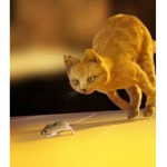 Cats United Again