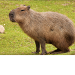 The capybaras are better