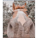 Kyra’s whild heart stables
