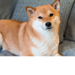 The doge doge group