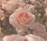 ƒαєяу