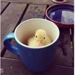 Frogs&DucksCo