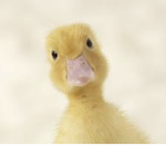 Duckie squad!~