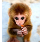 Monkeys are amzing and cute