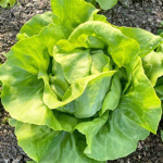 Lettuce Simulator