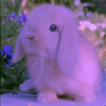 ~bunnies & carrots~