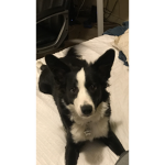 Border collie fan group