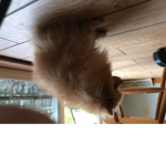 Pomeranian club