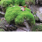 Moss's Society