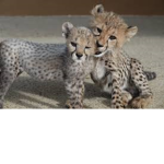 Cheetah922 Fan Club