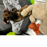 PUPPY PLAY PLACE