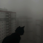 Meow Dept.