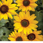 Sunflowers__