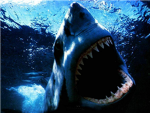 Save the Sharks!!!