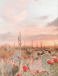 Desert Cactuses