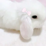 petia Group Thumbnail