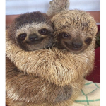 Group sloth!