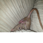 My ratties