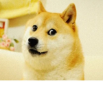 Doge tribe (All doge fans can join)