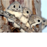what are these???