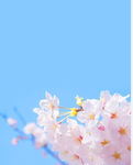 Skyblossom’s