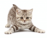 CATS :)))